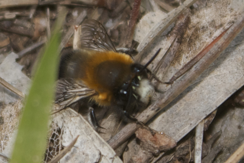 Anthophora sp., Apidae